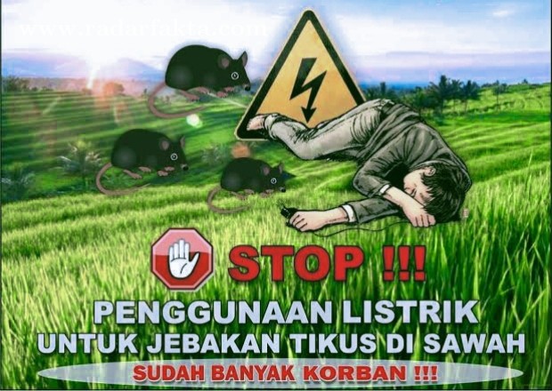 Memakai listrik untuk jebakan tikus di sawah bisa berisiko pidana pasal 359 KUHP.